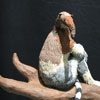 the Anteater Lemur